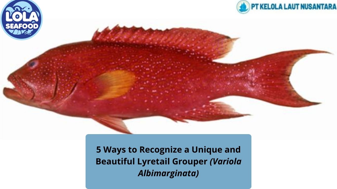 5 Ways to Recognize a Unique and Beautiful Lyretail Grouper (Variola Albimarginata)